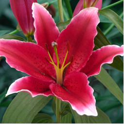 Лилия ориентальная Chartwell