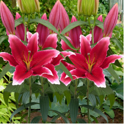 Лилия ориентальная Chartwell