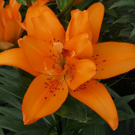 Лилия азиатская махровая Double Princess