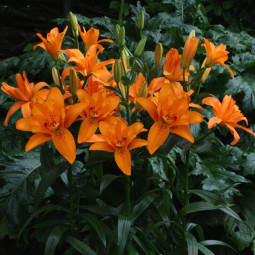 Лилия азиатская махровая Double Princess