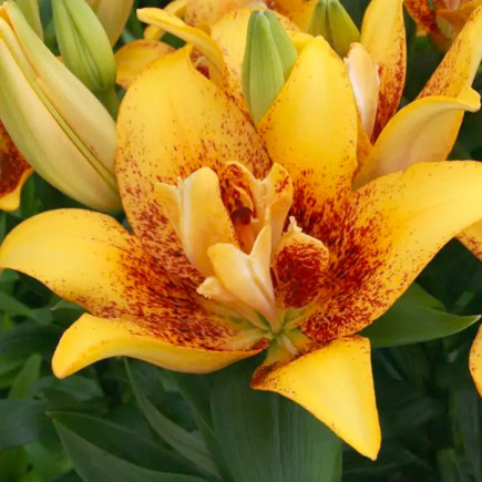 Лилия азиатская махровая Double Nugget