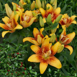 Лилия азиатская махровая Double Nugget