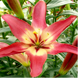 Лілія азіатська Easy Waltz