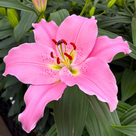 Лилия ориентальная Emani