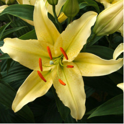 Лилия низкорослая Gold Party
