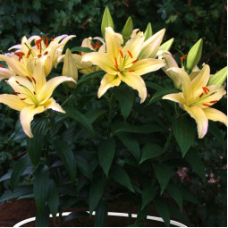 Лилия низкорослая Gold Party