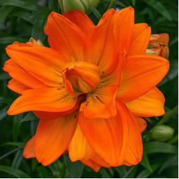 Лилия азиатская махровая Hulk