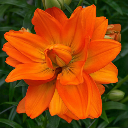 Лилия азиатская махровая Hulk