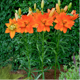 Лилия азиатская махровая Hulk