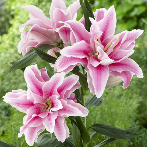 Лилия ориентальная махровая Roselily Belonica