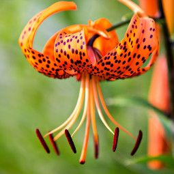 Лилия свисающая тигровая Lancifolium Splendens