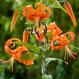 Лилия свисающая тигровая Lancifolium Splendens