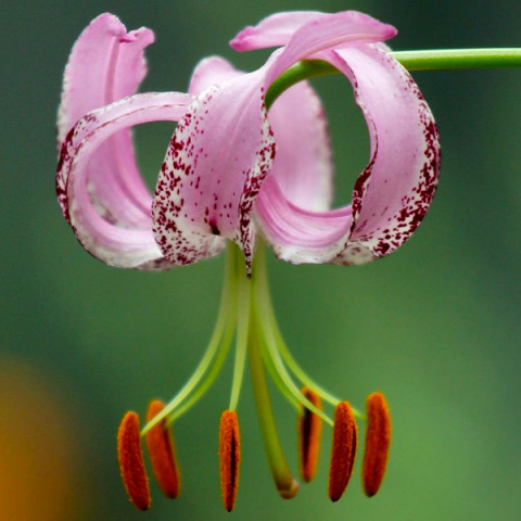 Лилия видовая Lankongense