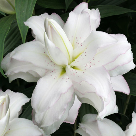 Лилия ориентальная махровая Lotus Beauty