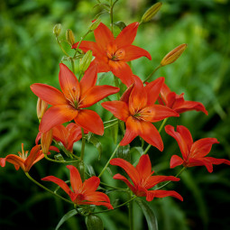 Лілія азіатська Mandarin Star