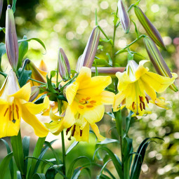 Лілія LO гібрид Golden Splendour