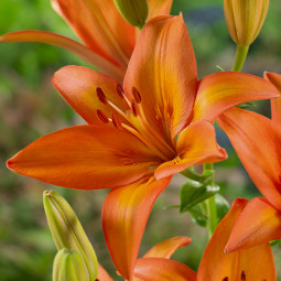 Лілія азіатська Orange Ton