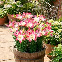 Лилия азиатская Lollypop