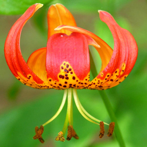 Лилия видовая Pardalinum
