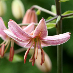 Лилия Мартагон Pink Morning