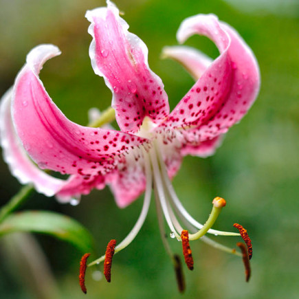 Лилия свисающая тигровая Speciosum Var Rubrum Uchida