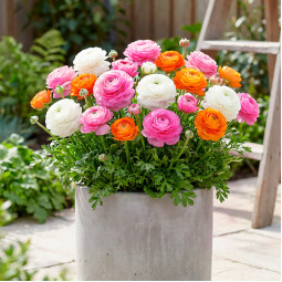 Комплект луковиц лютиков Источник Оптимизма