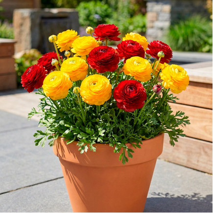 Комплект цибулин лютиків Ейфорія