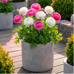 Комплект луковиц лютиков Инвестиция в радость