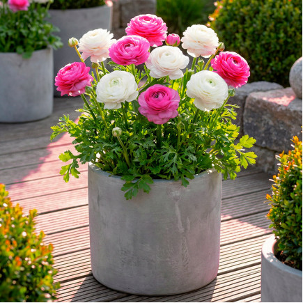 Комплект луковиц лютиков Инвестиция в радость