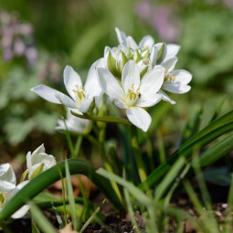 Орнітогалум Oligophyllum