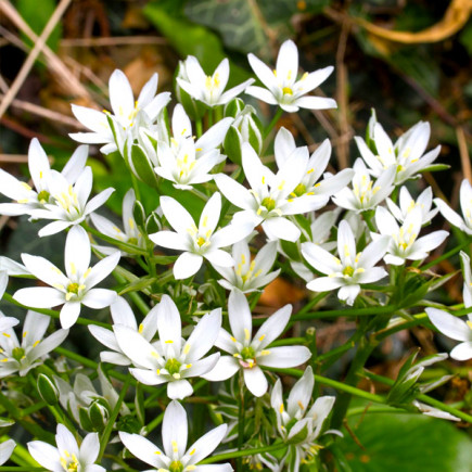 Орнітогалум Umbellatum