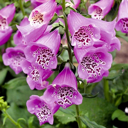 Дігіталіс(Наперстянка)CamelotLavenderконтейнер0.5л