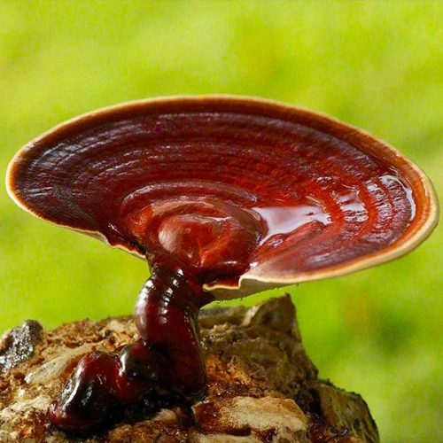Reishi Mushroom Extract