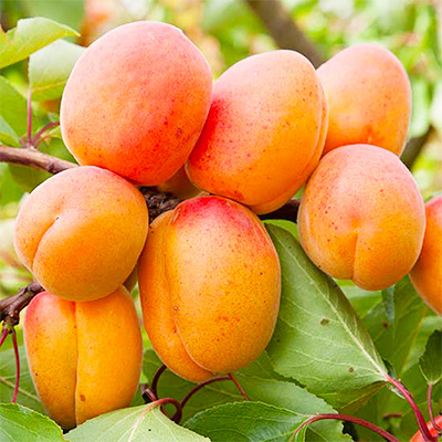 Лучшие сорта абрикоса для Украины