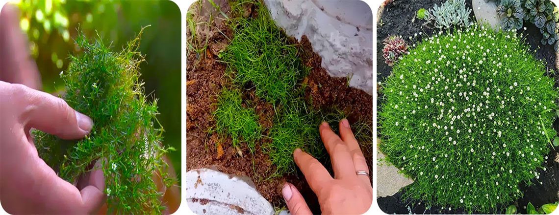 Мшанка – в дизайне сада: как вырастить газон из сагины или «ирландский мох»на камнях и в цветниках