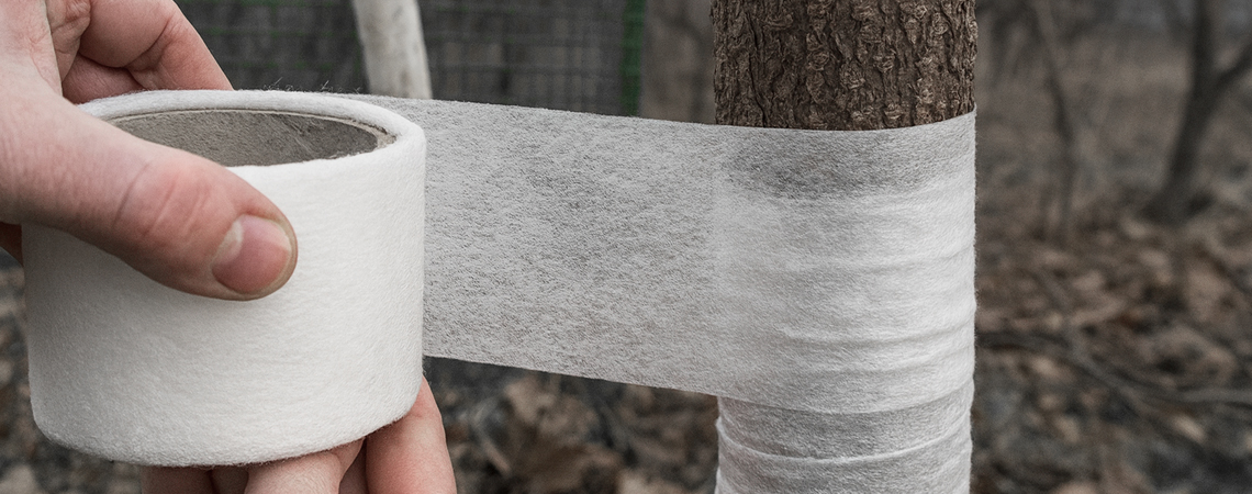 Причини та наслідки, як позбутися хлорозу