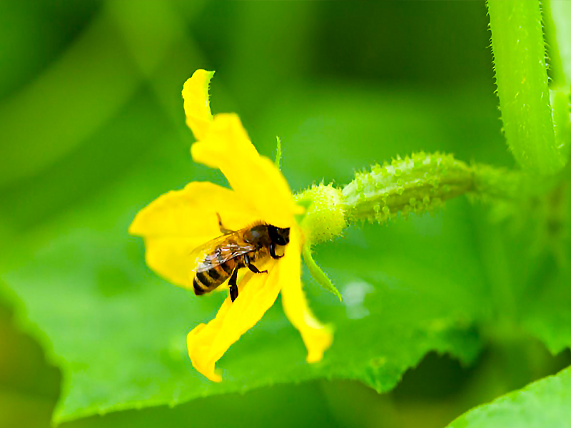 Почему огурцы цветут, а завязи мало или нет совсем – как увеличитьурожайность