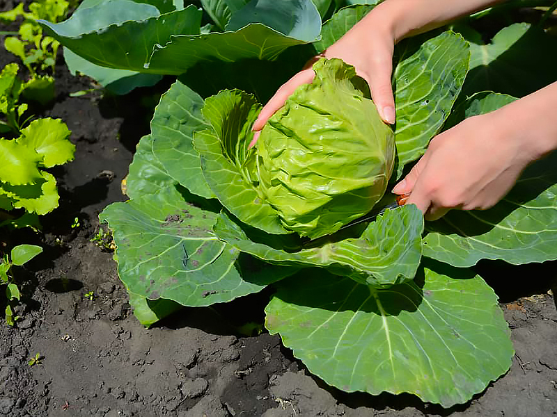 От чего лопается капуста: все причины и полезные советы, чтобы кочан не ...