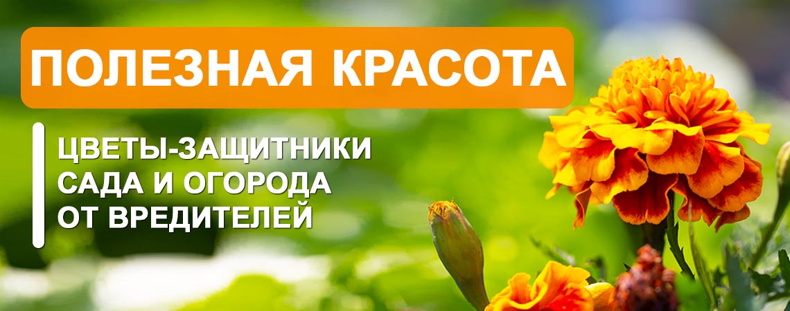 Цветы на огороде. Обсуждение на LiveInternet - Российский Сервис Онлайн-Дневников