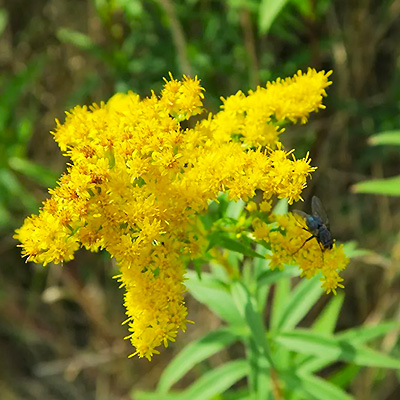 Жёлтые цветы в саду с весны до осени: фото и названия растений.