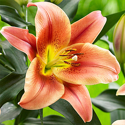 Лилии ОТ-гибриды: названия сортов с фотографиями и отзывами - выбор лучших цветов для сада