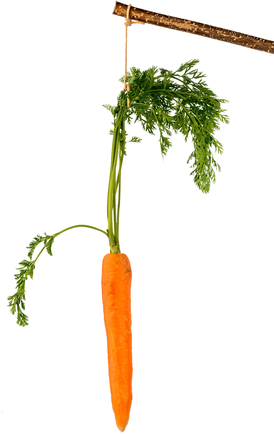 Переваги вирощування моркви в саду