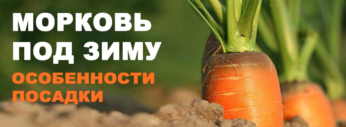 Как и когда сажать морковь под зиму: что нужно для хорошего урожая