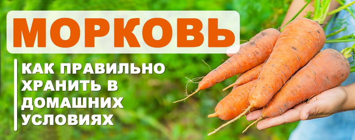 Как сохранить урожай моркови в домашних условиях?