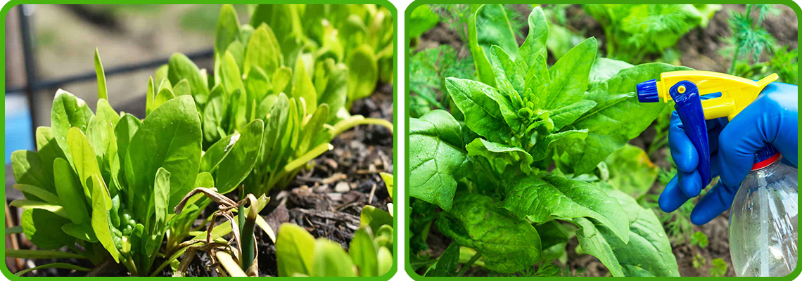 Сочный и витаминный шпинат: выращивание из семян в открытом грунте