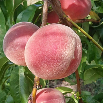Зимостойкие сорта персика: шестерка лучших для Украины