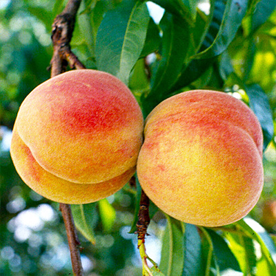 Зимостойкие сорта персика: шестерка лучших для Украины