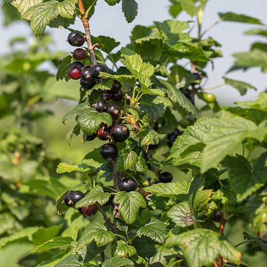 Почему не плодоносит черная и красная смородина, на кустах нет ягод – 5 причин и что делать