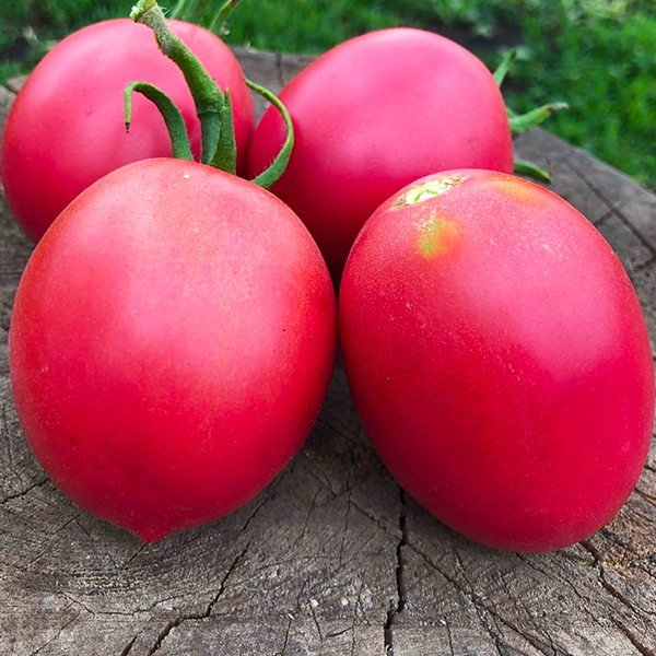 розовый сорт помидоры