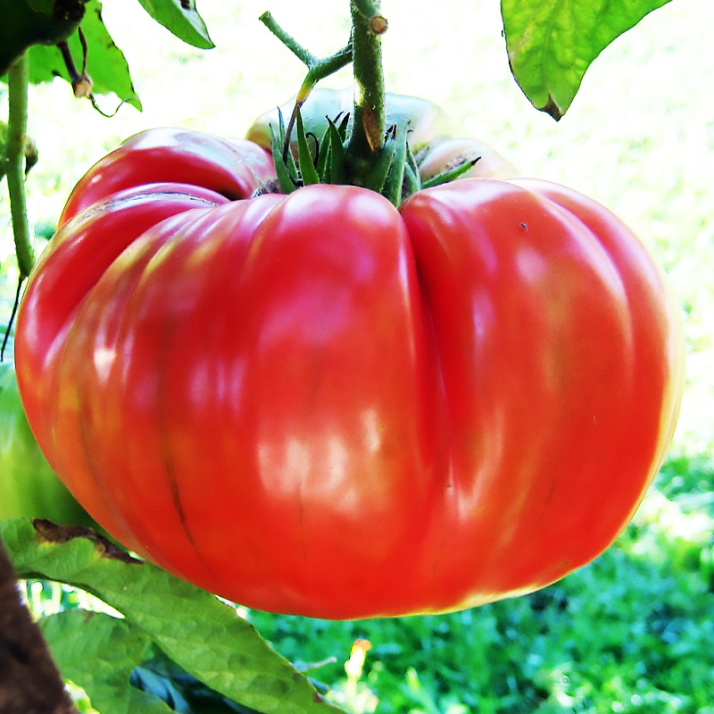 Они гигантские! Когда размер имеет значение или ТОП-6 крупноплодных томатов